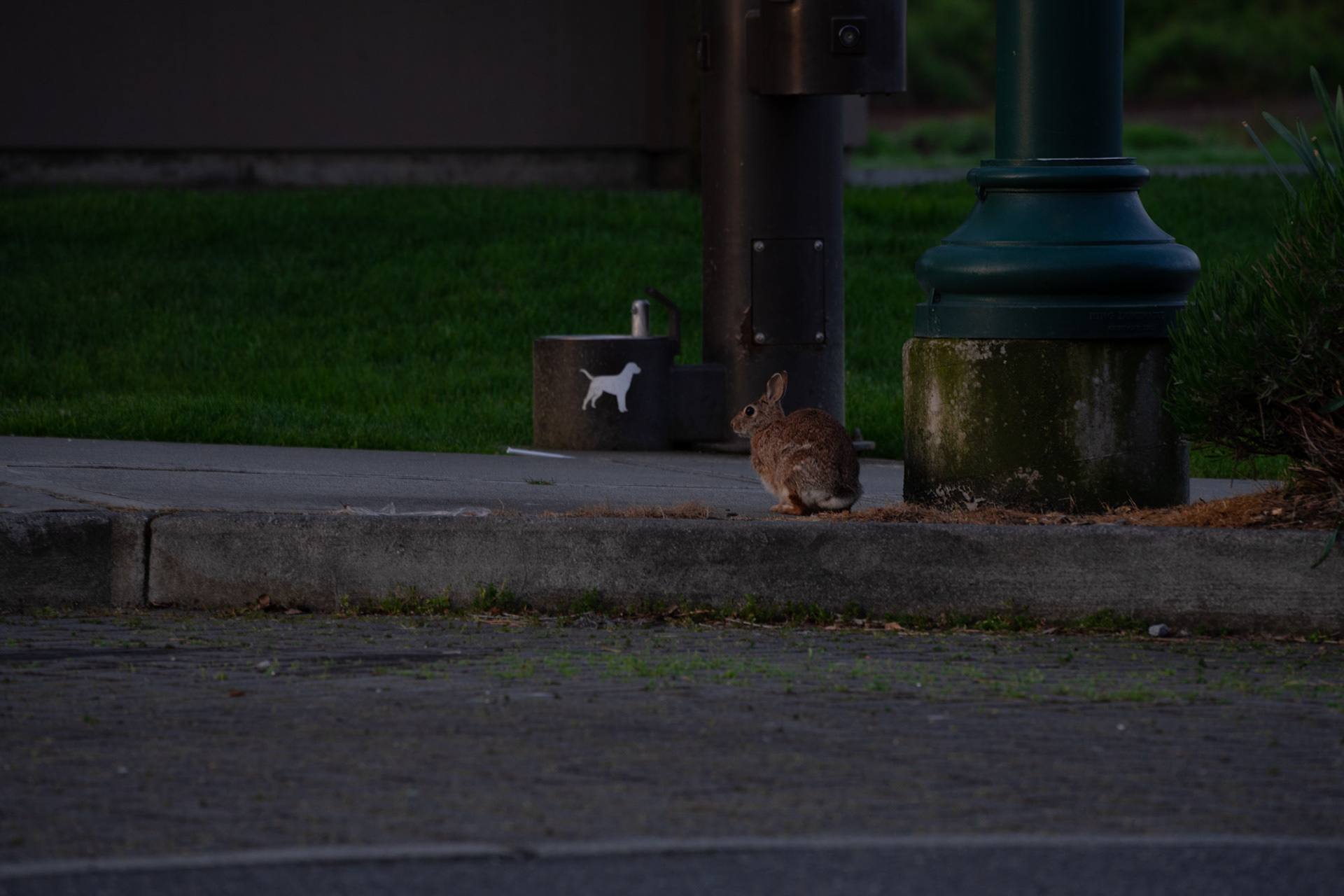 Eastern Cottontail #1, May 2023