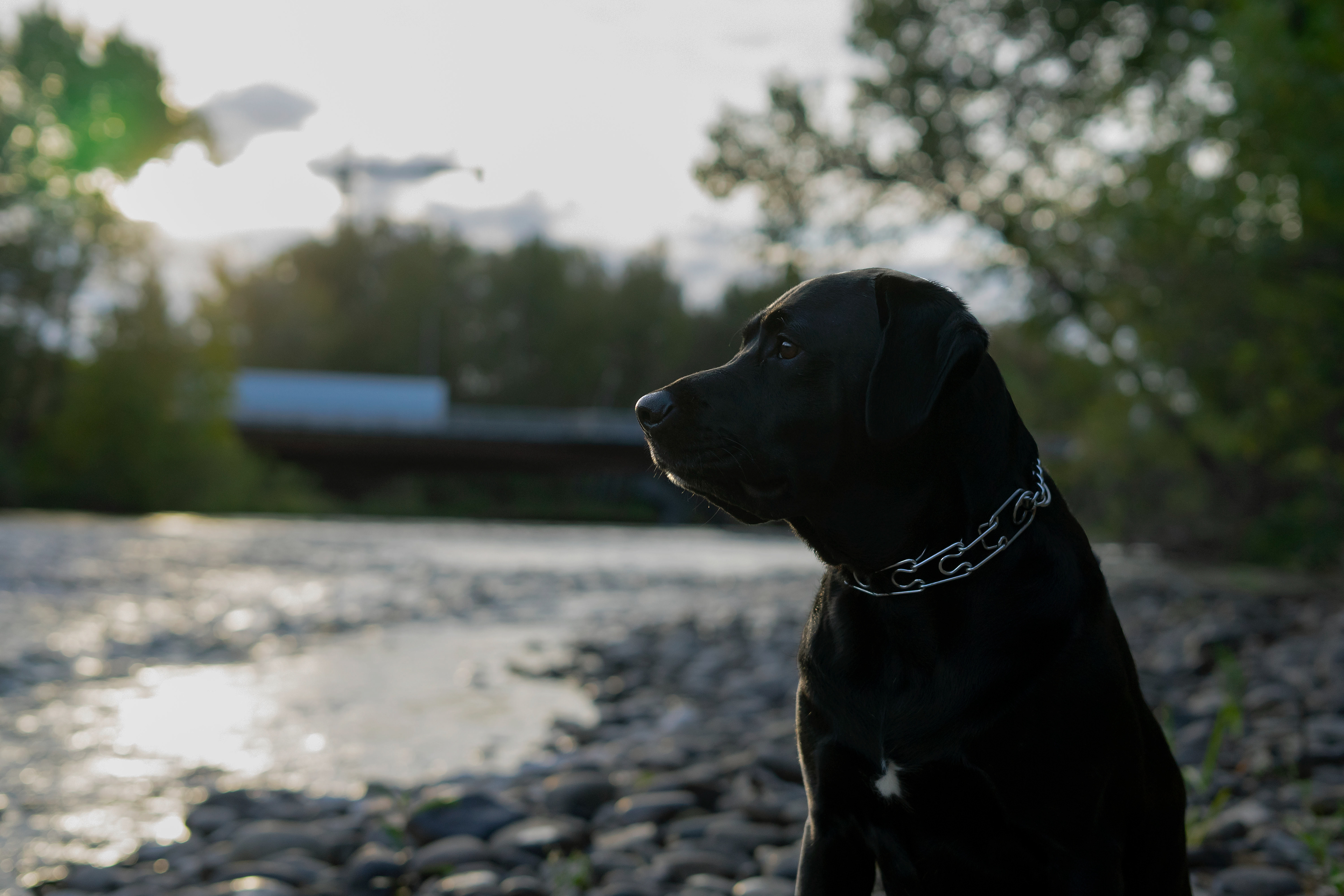 This is Sam, the star of the video. March 2016- 
