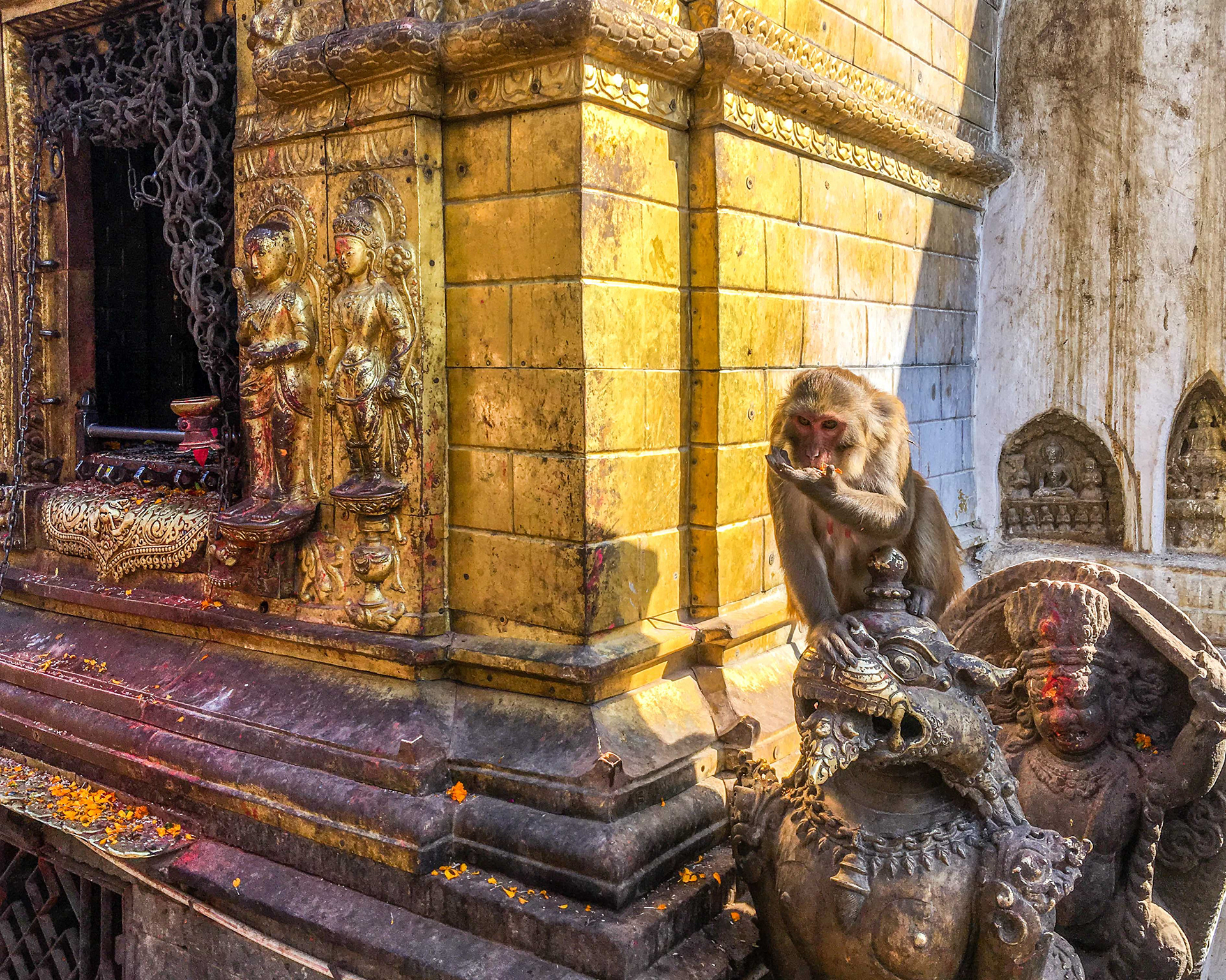 Monkey - Kathmandu