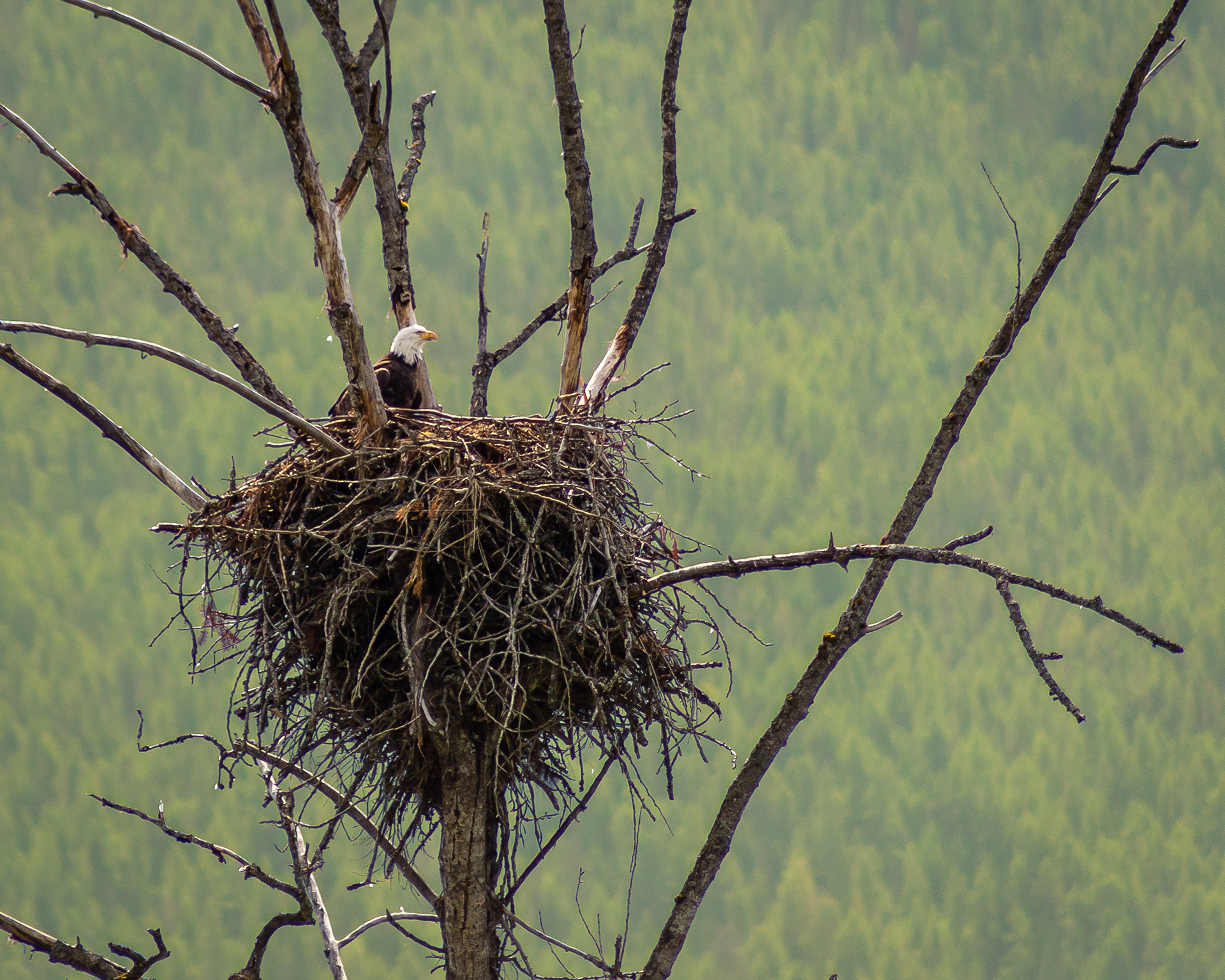 Bald Eagle - Kootenays