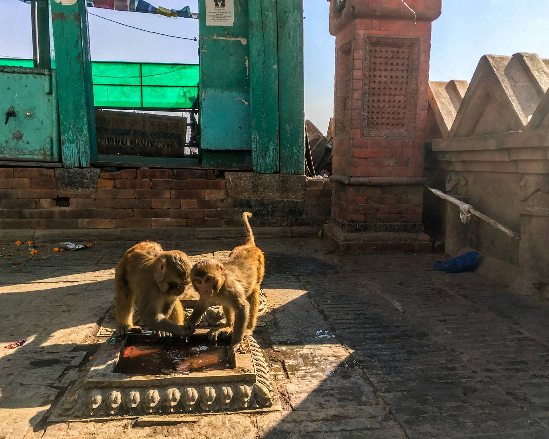 Macaques Drinking - Kathmandu