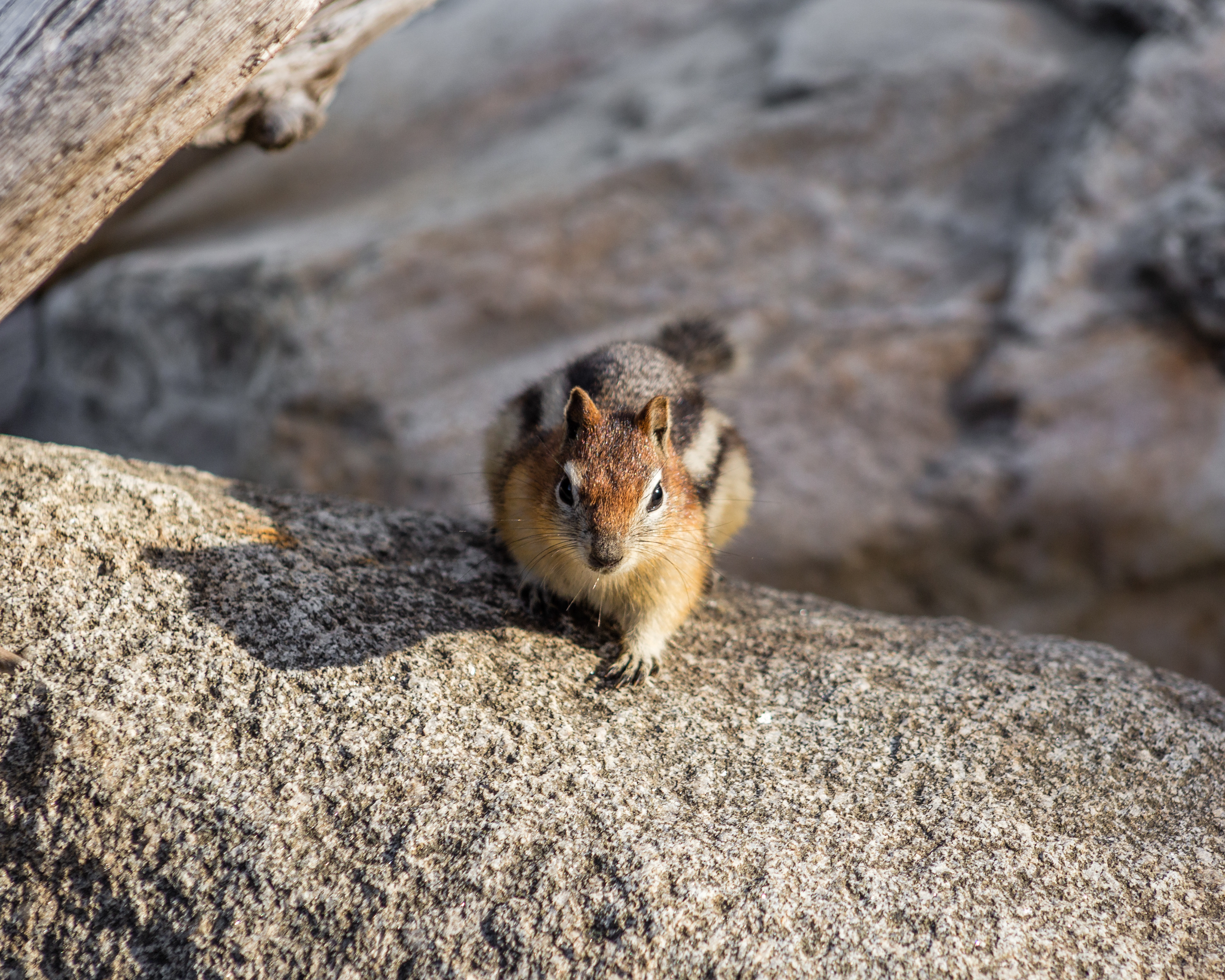 Chipmunk - Kootenays