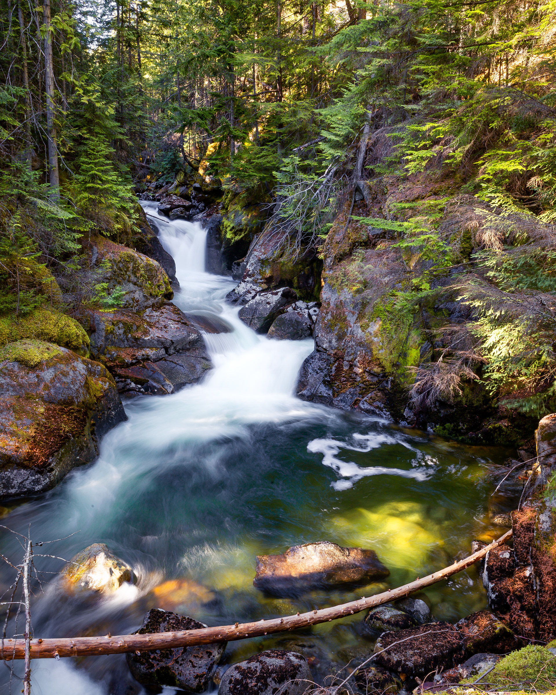 Kokanee