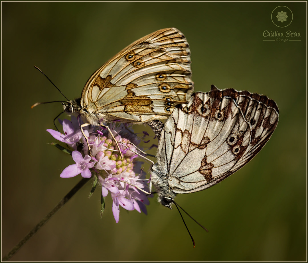 Melanargia galathea