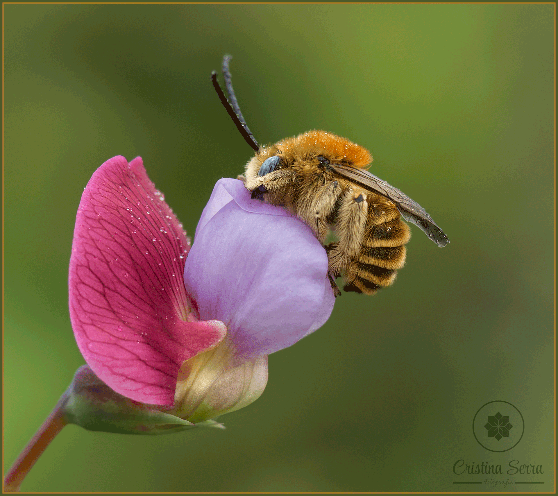 Fotografía de una abeja posada sobre flor lila al amanecer