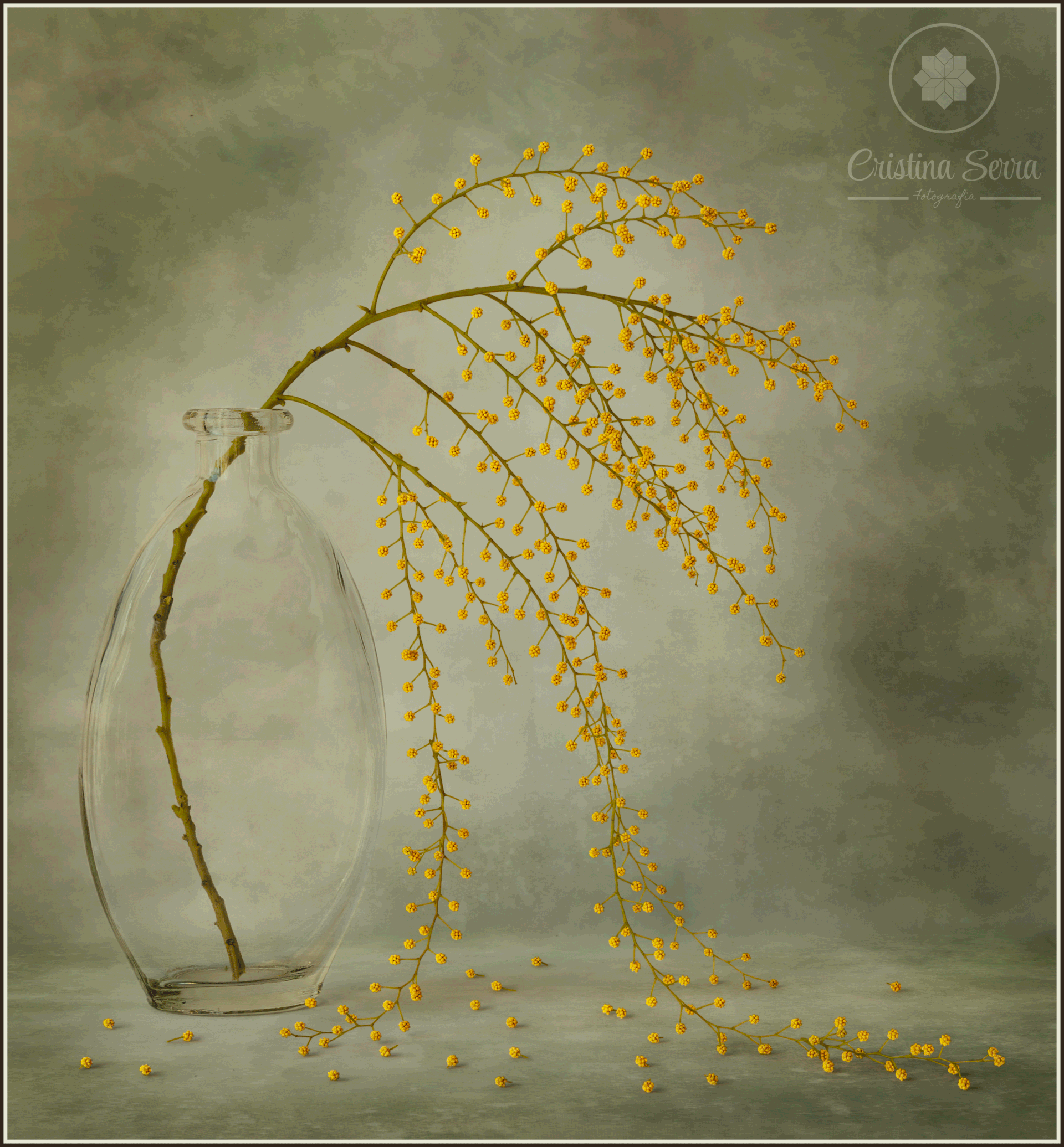 Bodegon de Mimosa sobre fondo verde y recipiente de vidrio. La mimosa cae suavemente sobre la base de la imagen