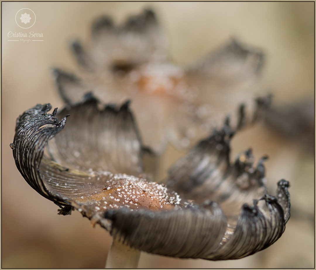 Coprinopsis lagopus