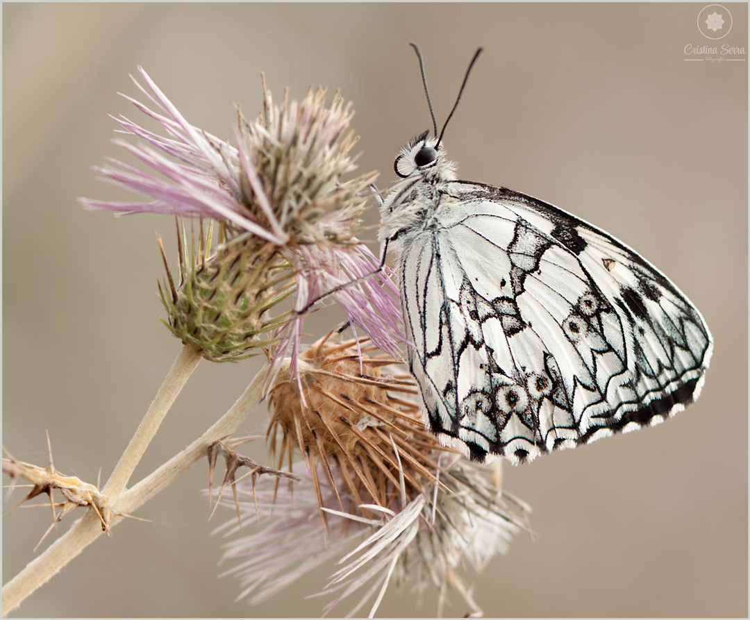 Melanargia lachesis