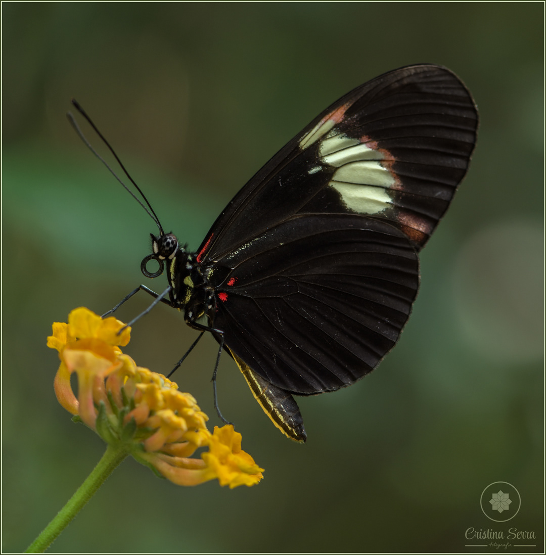 Heliconius sara