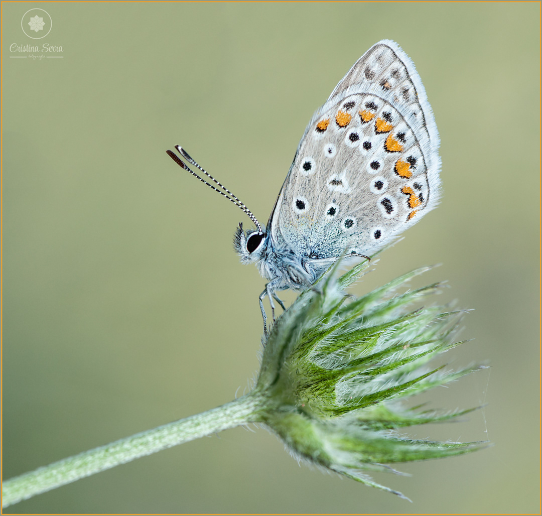 Polyommatus icarus