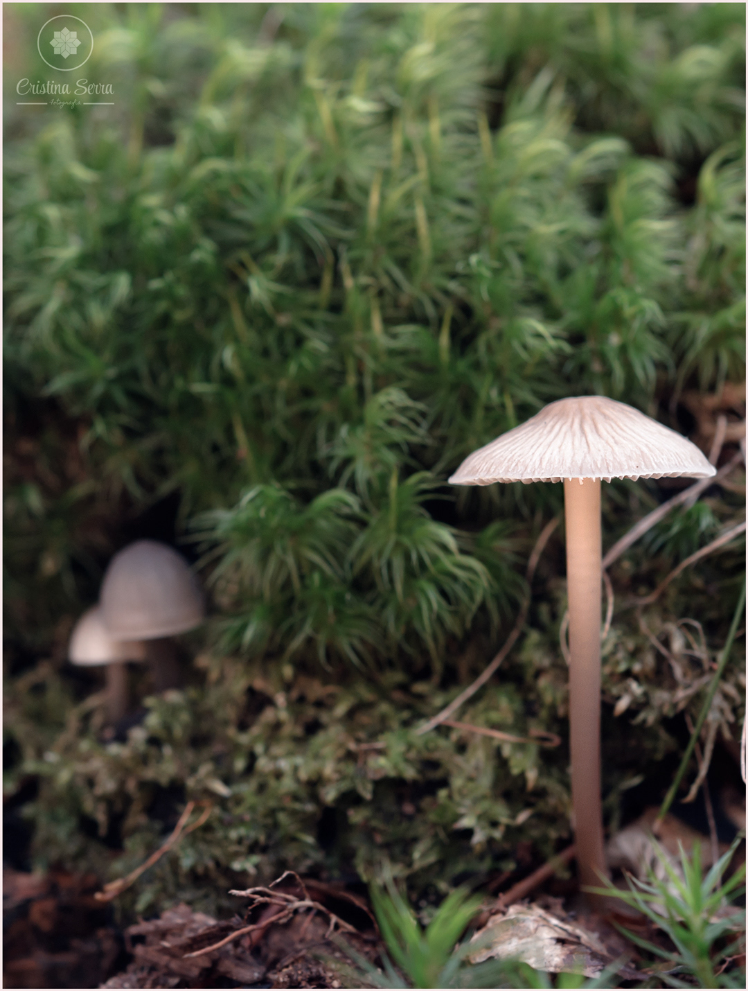 Mycena capillaripes