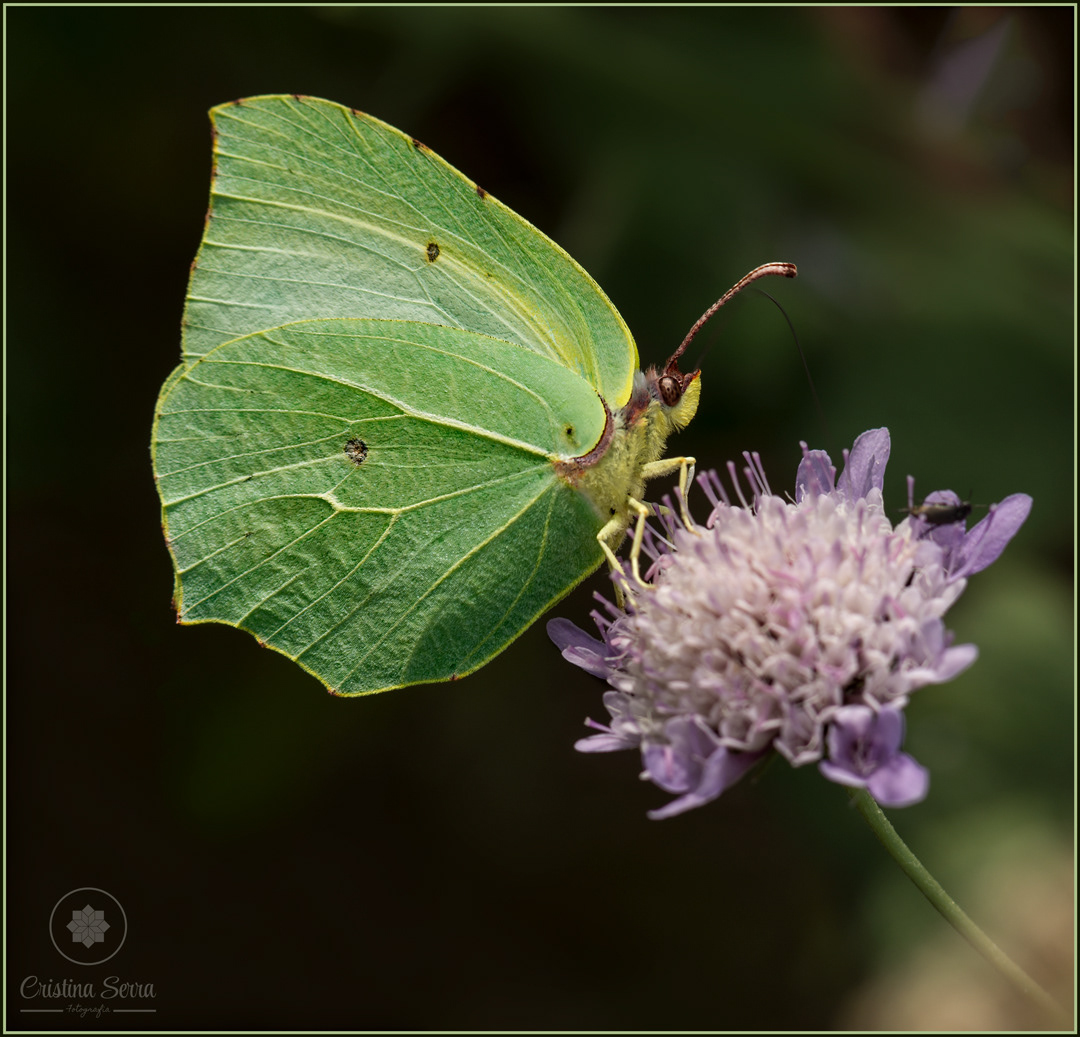 Gonepteryx cleopatra