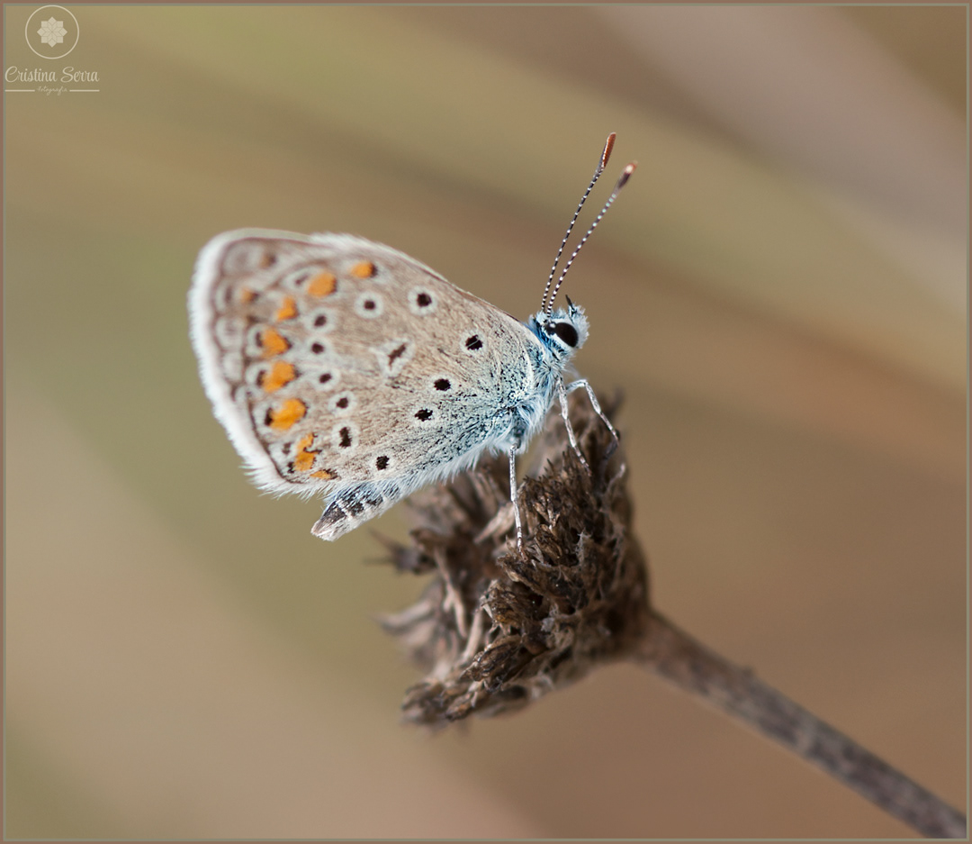Polyommatus icarus