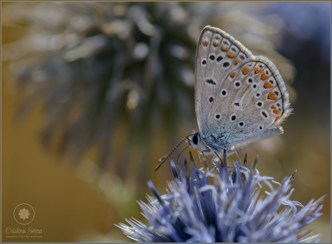 Polyommatus icarus