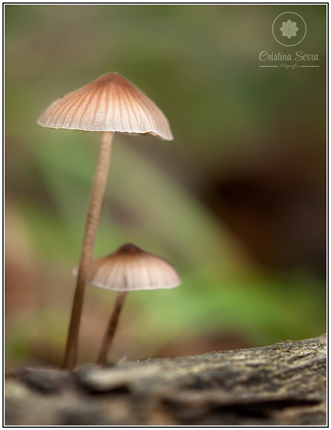 Mycena galopus