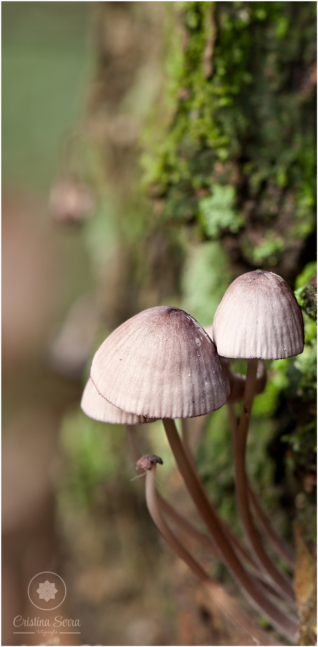 Mycena Haematopus