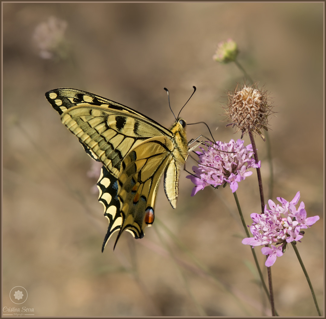 Papilio machaon