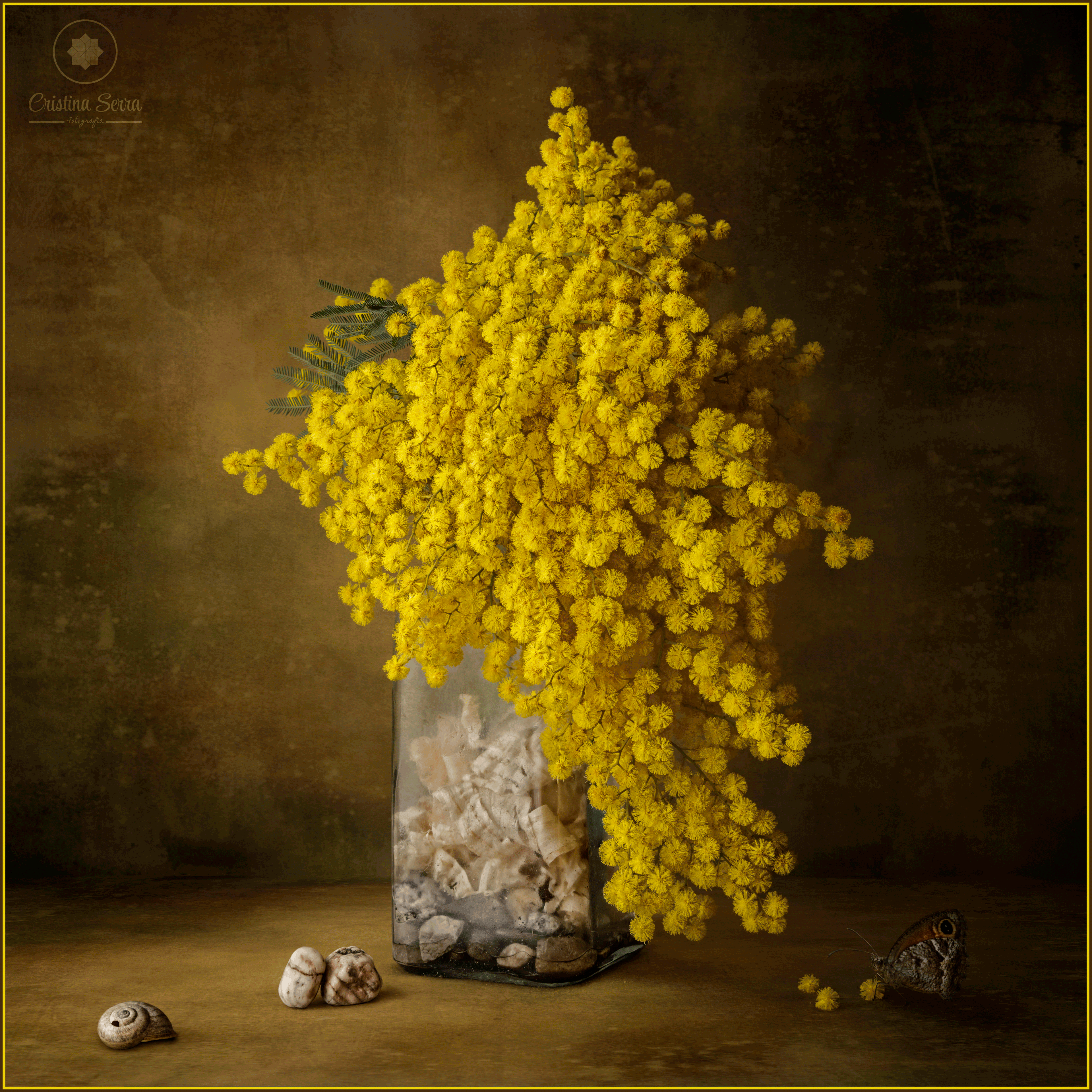 Bodegón de mimosa en botella de vidrio, con caracol, piedras y mariposa