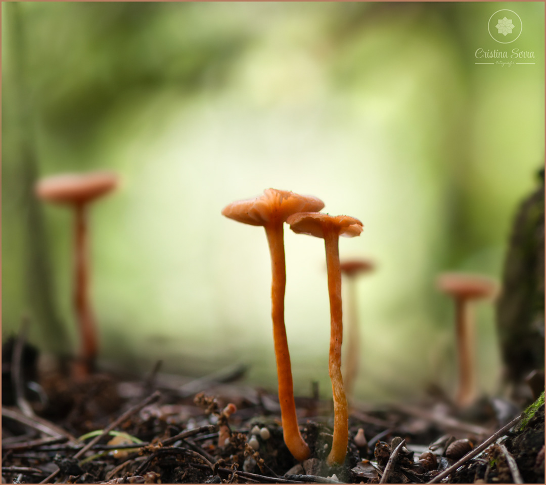 Laccaria laccata