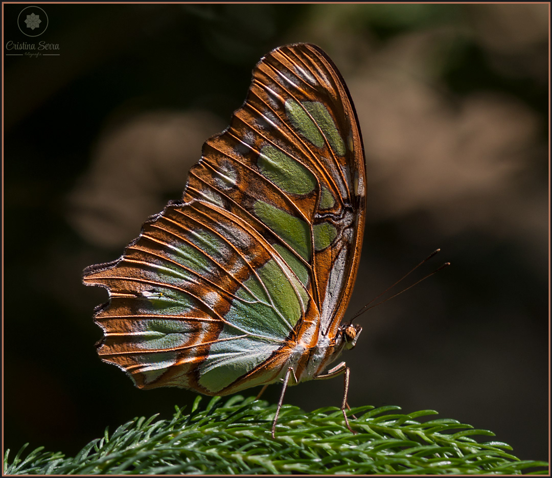 Siproeta Stelenes
