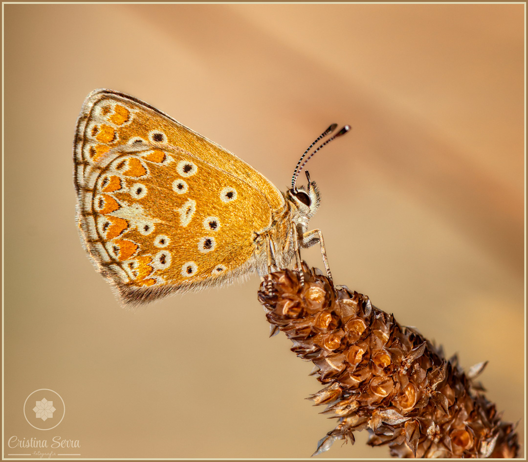 Aricia cramera