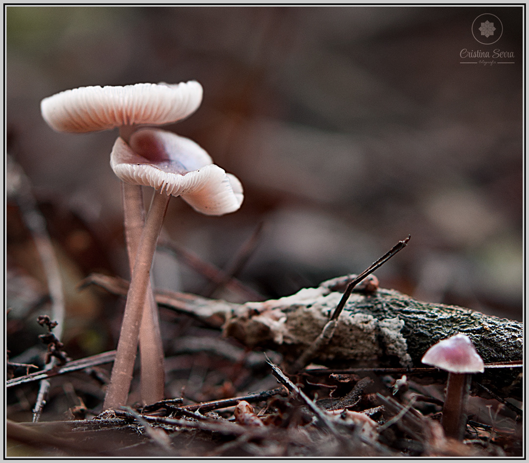 Mycena pura