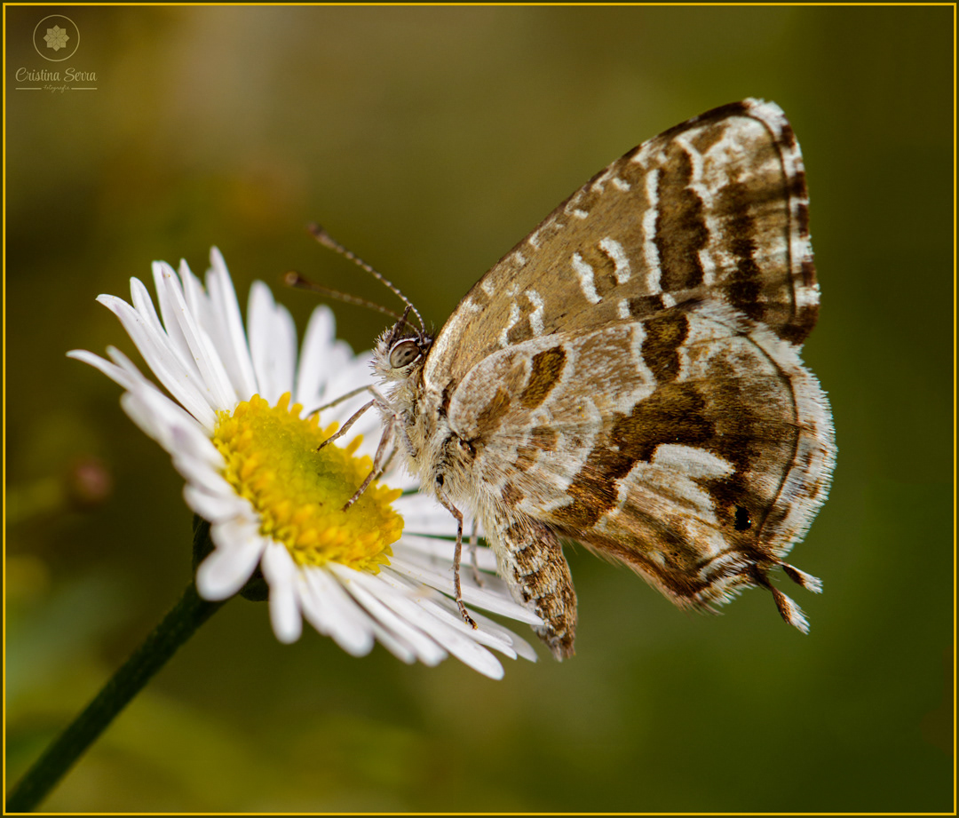 Cacyreus marshalli