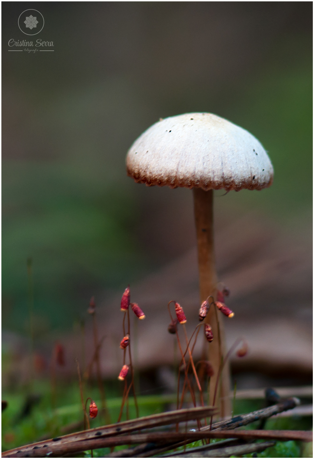 Mycena