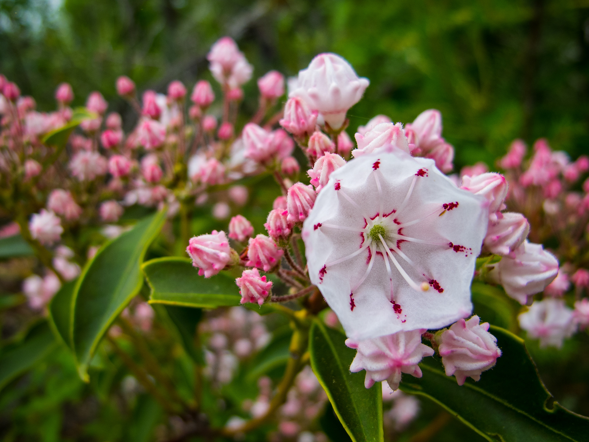 Mountain Laurel