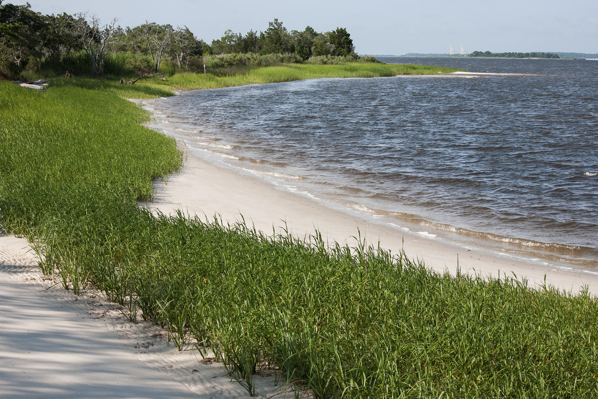 Carolina Beach Grass