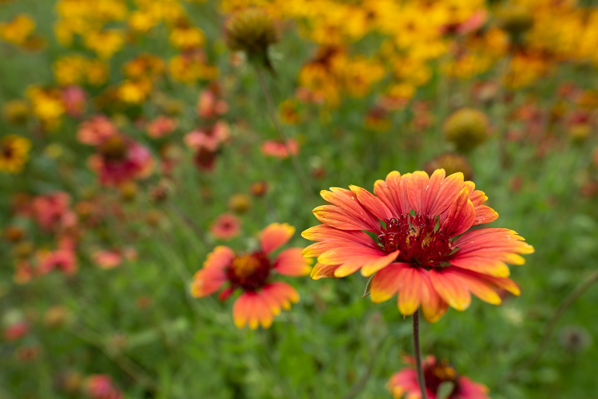 Indian Blanket