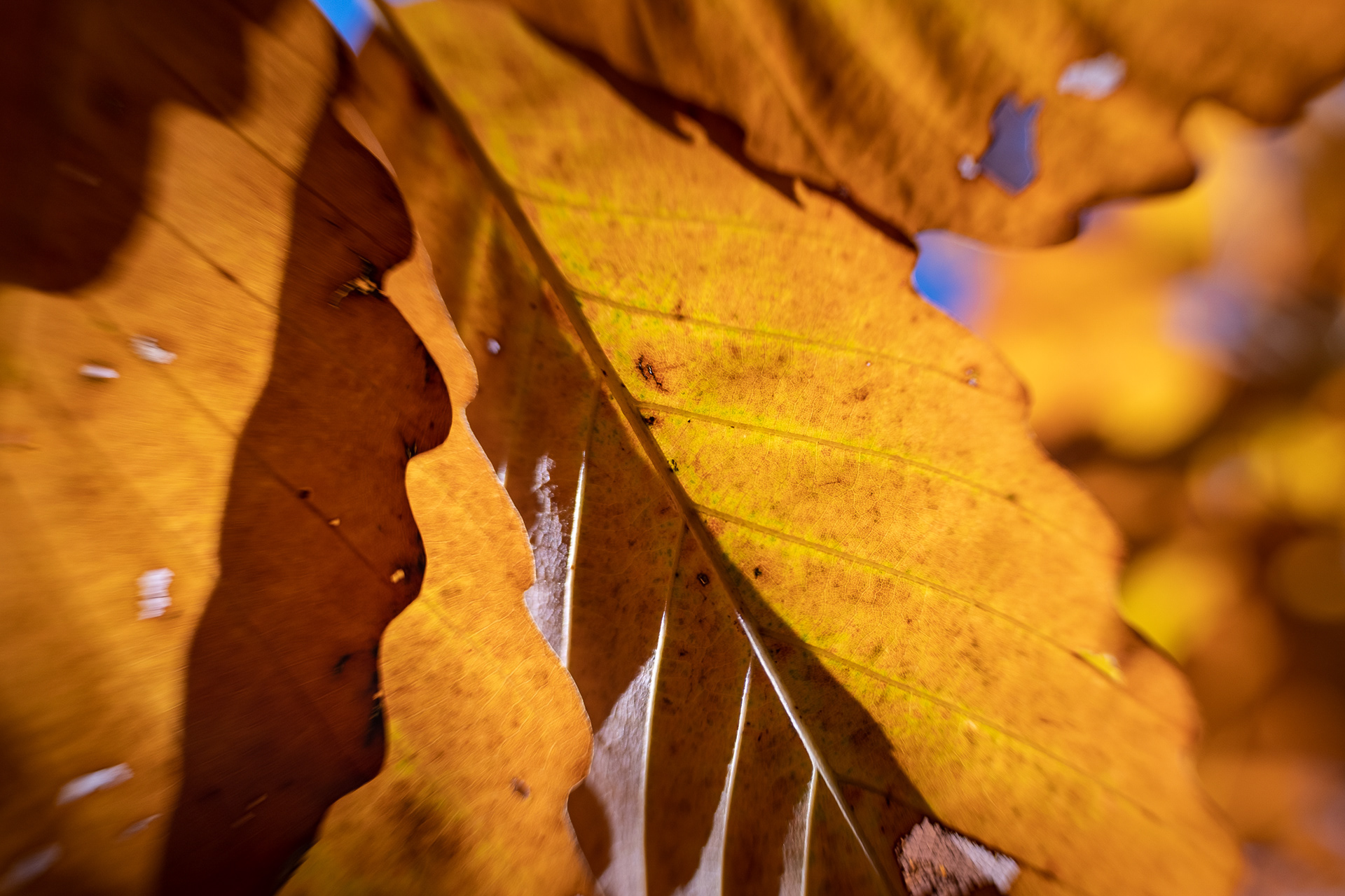 The Face in the Leaves