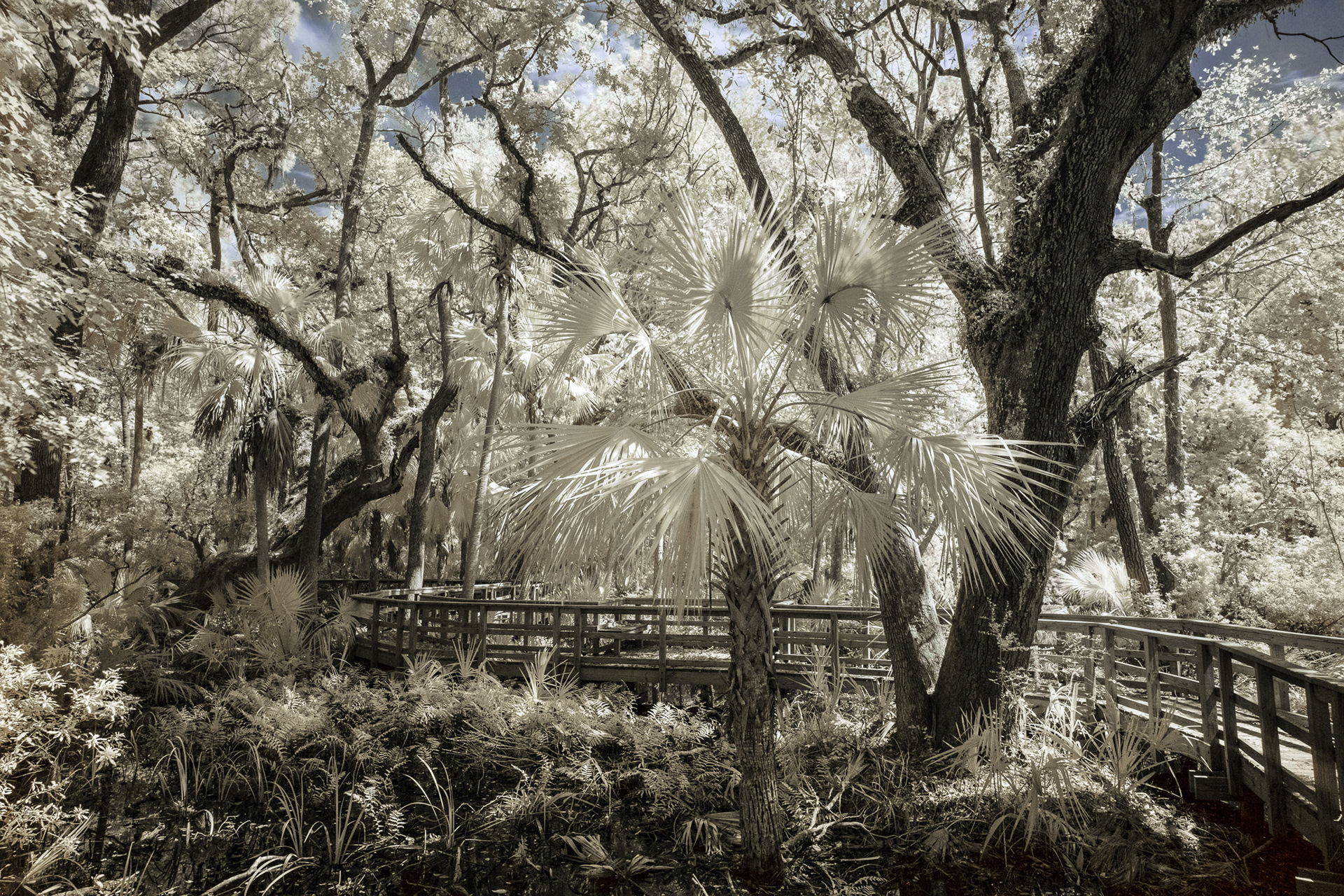 The Vanishing Swamp