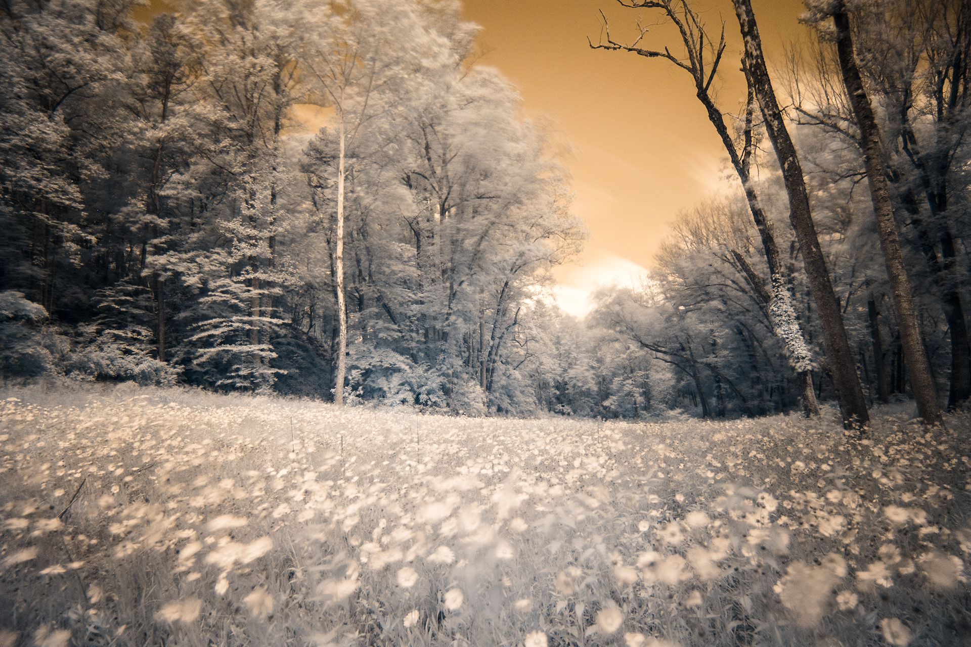 Dance of the Daisies