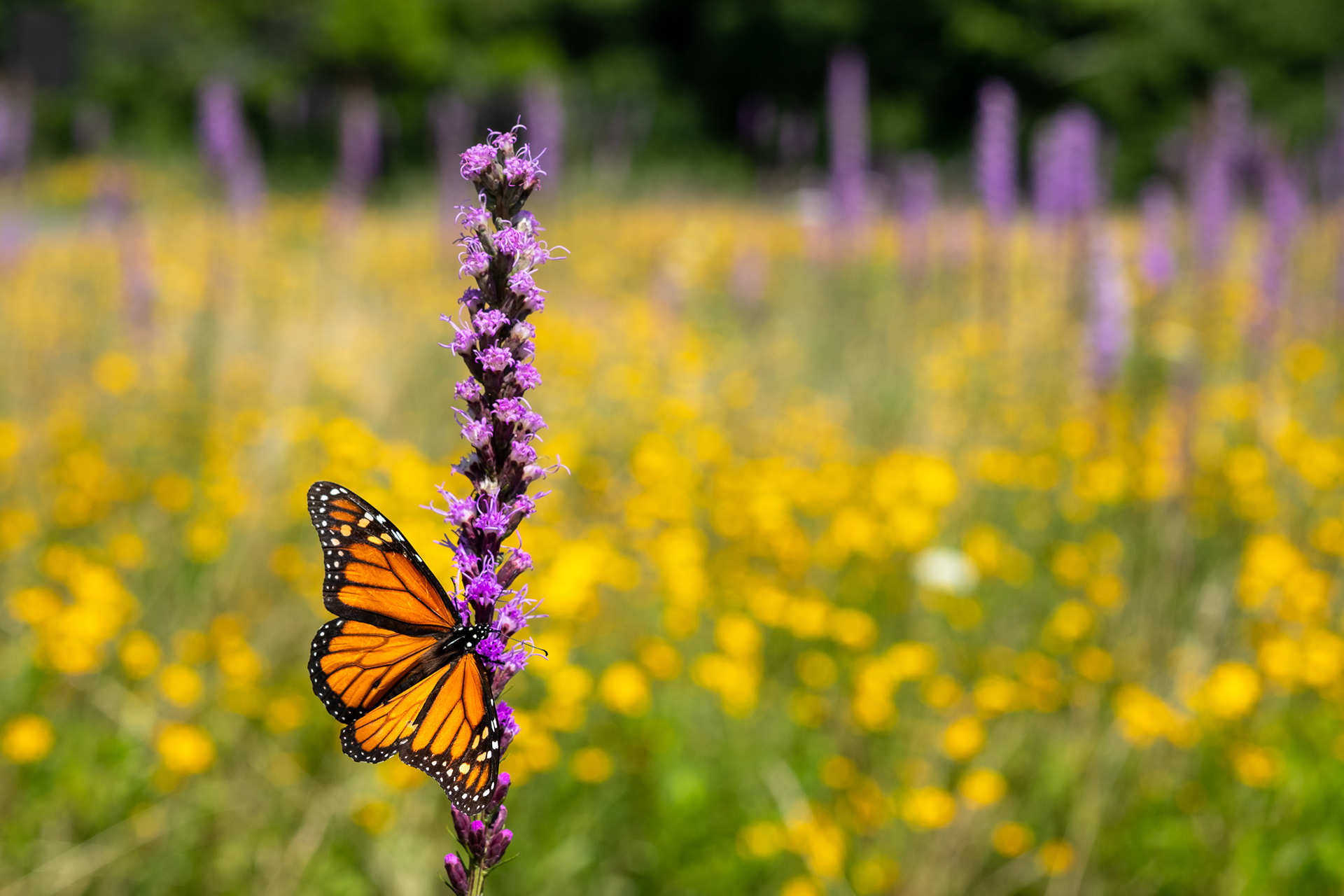 Monarch