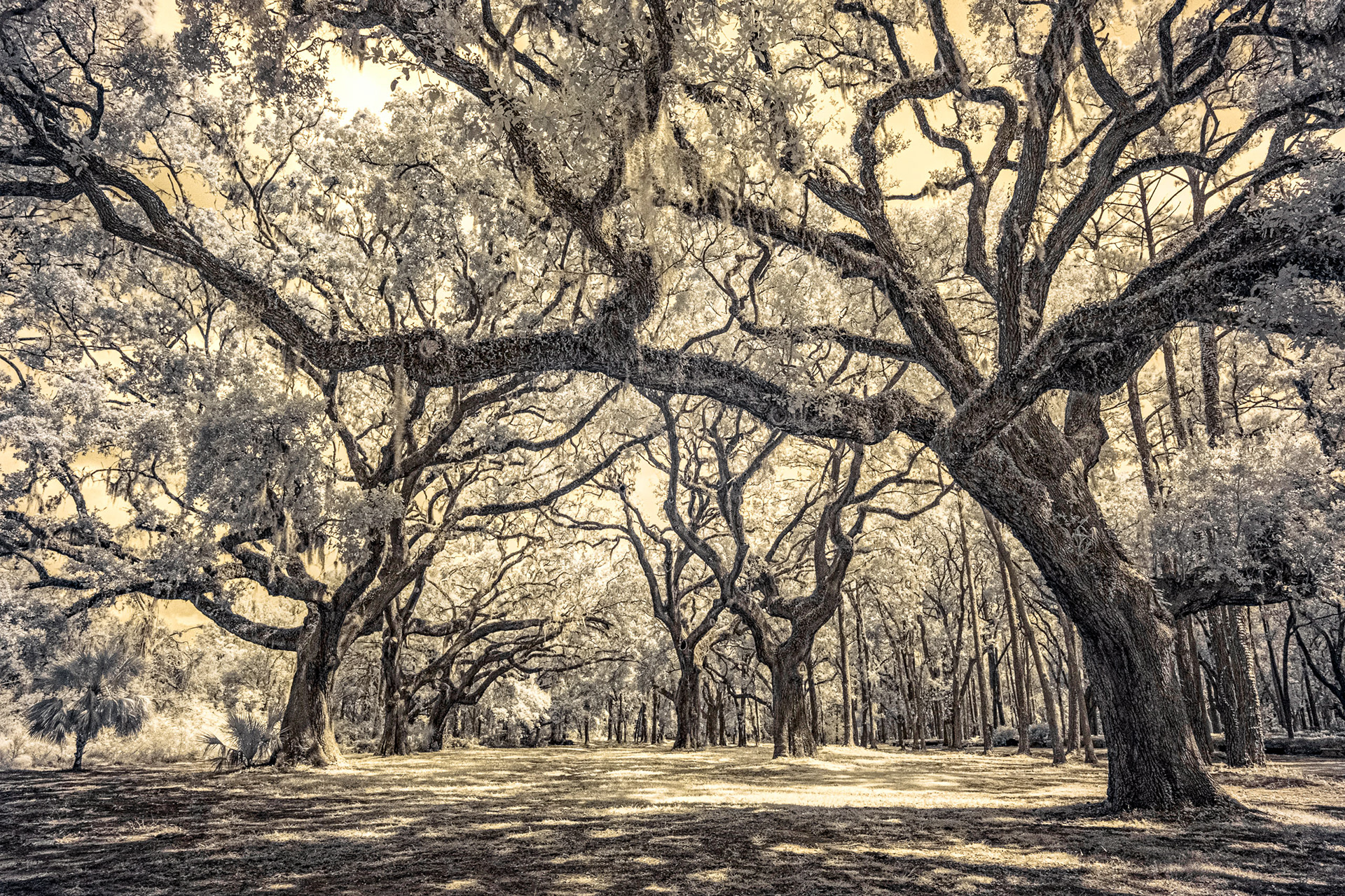 The Avenue IR