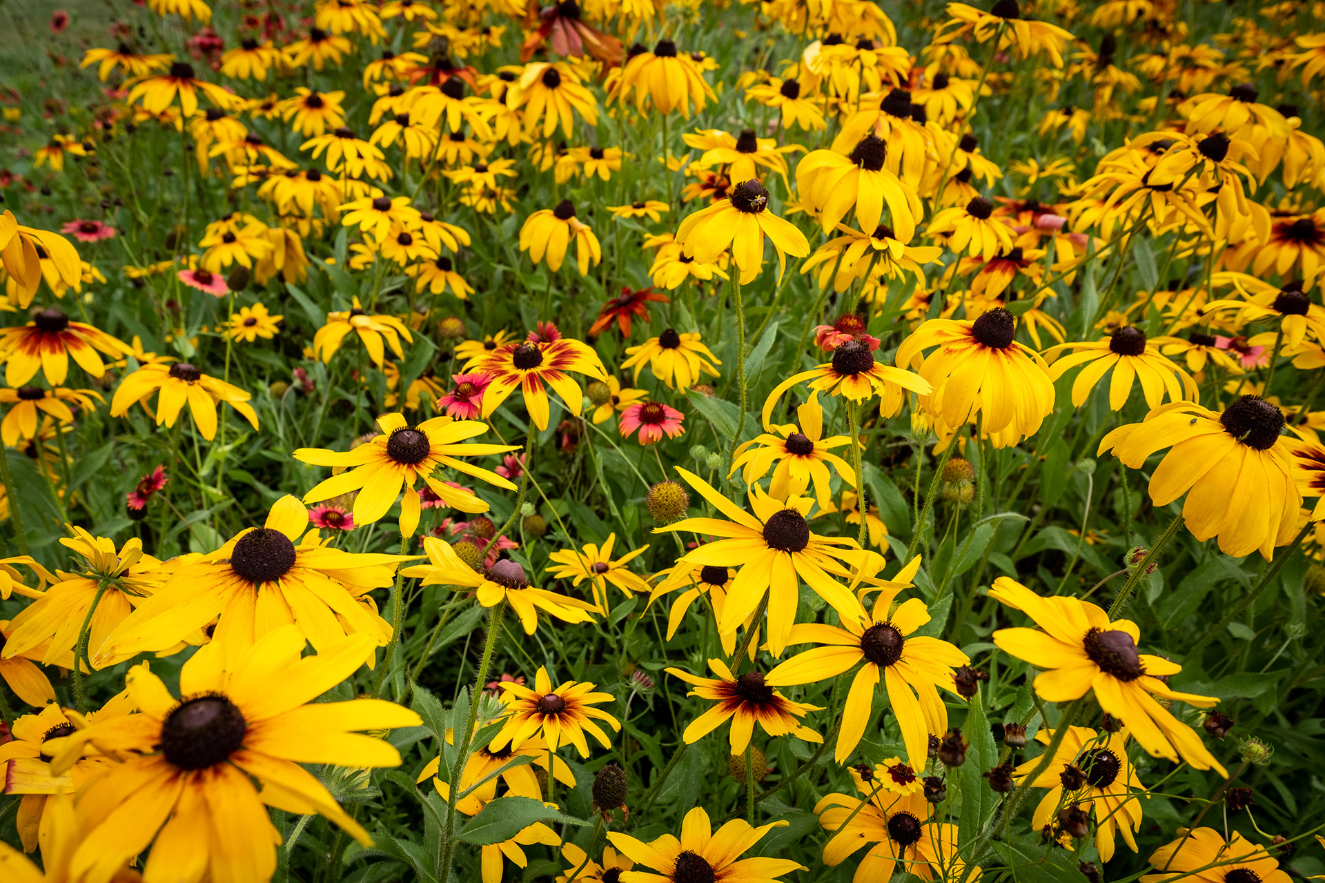 Black-Eyed Susan