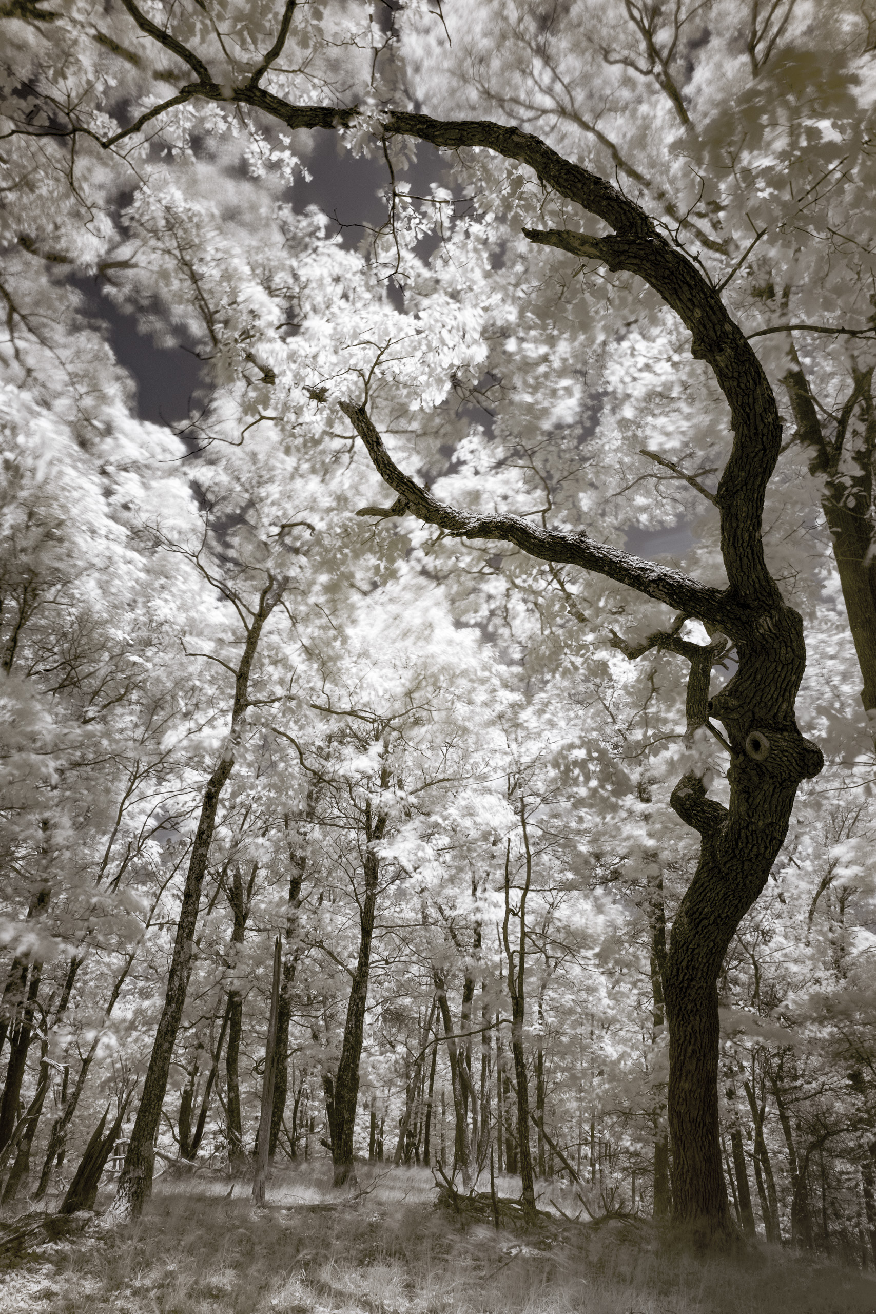 Dreamtime