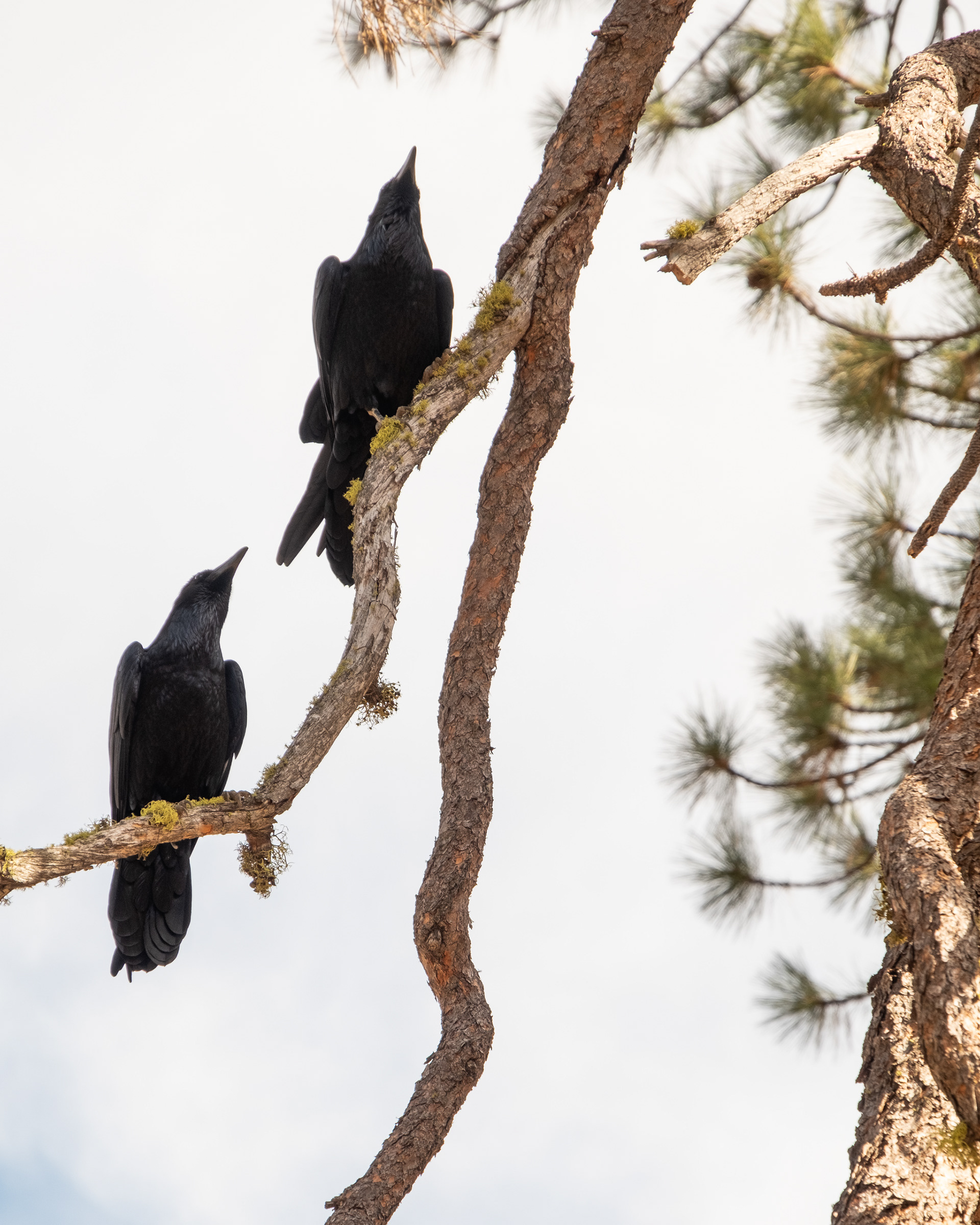 Morning Visitors