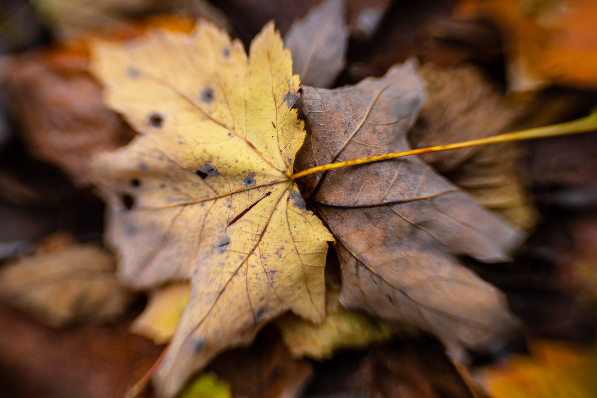 Fallen Leaves