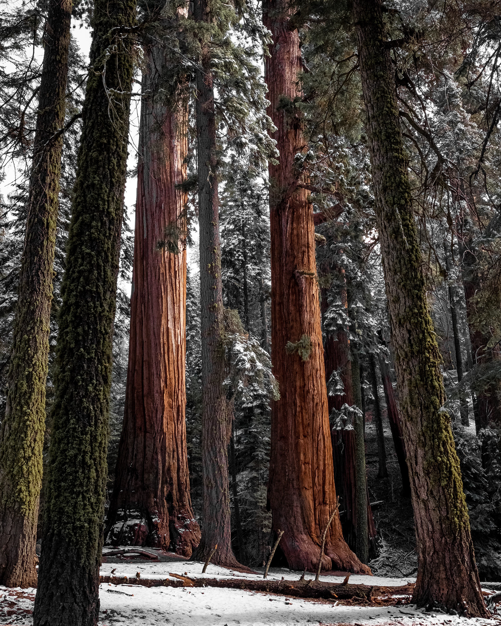 Red Wood