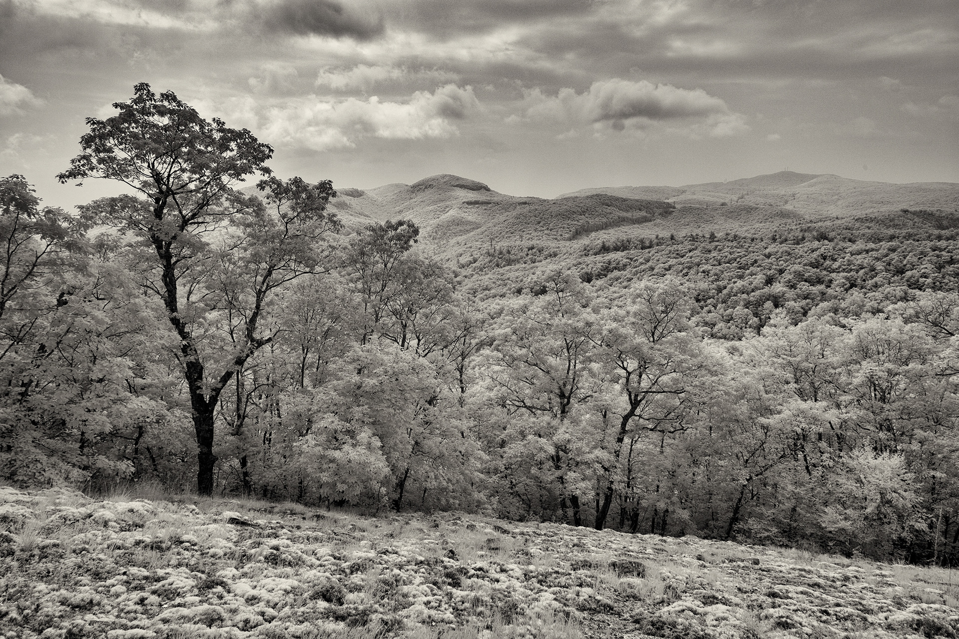 Pisgah Morning