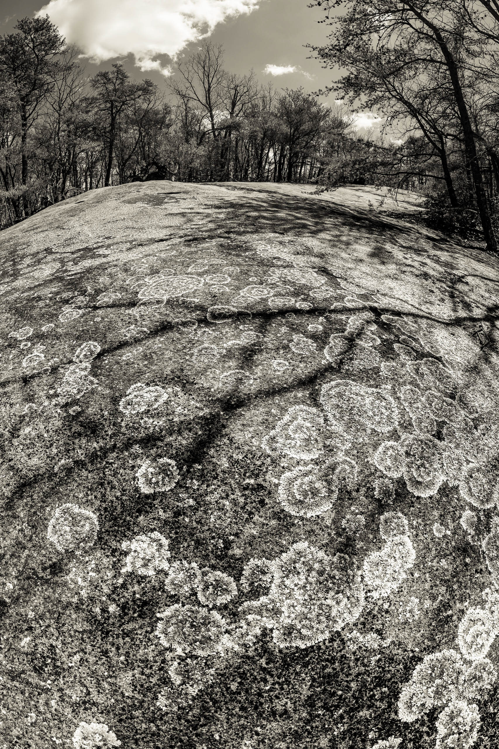 The Lichen Trail