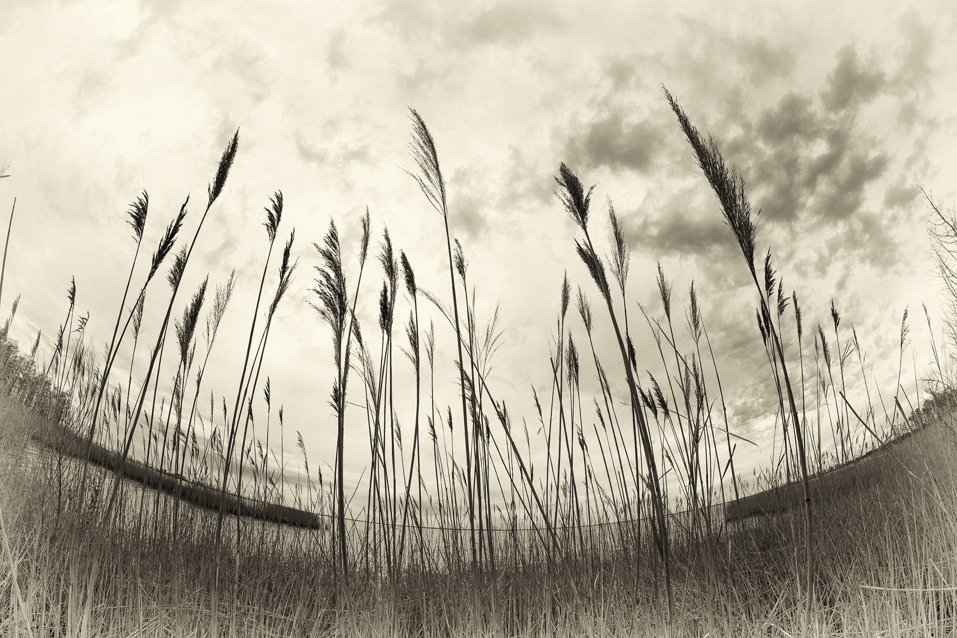 Rushes