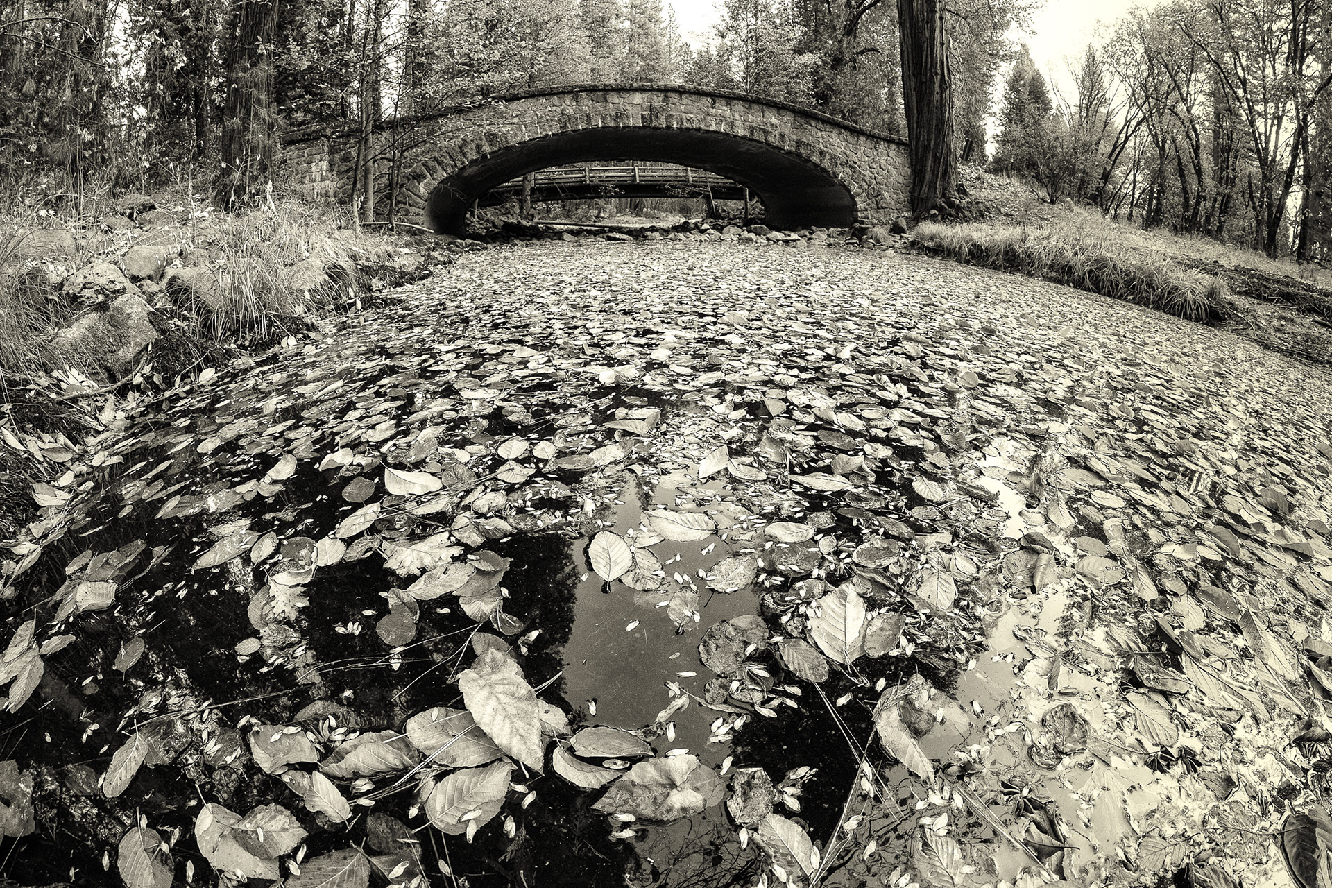 Bridge & leaves