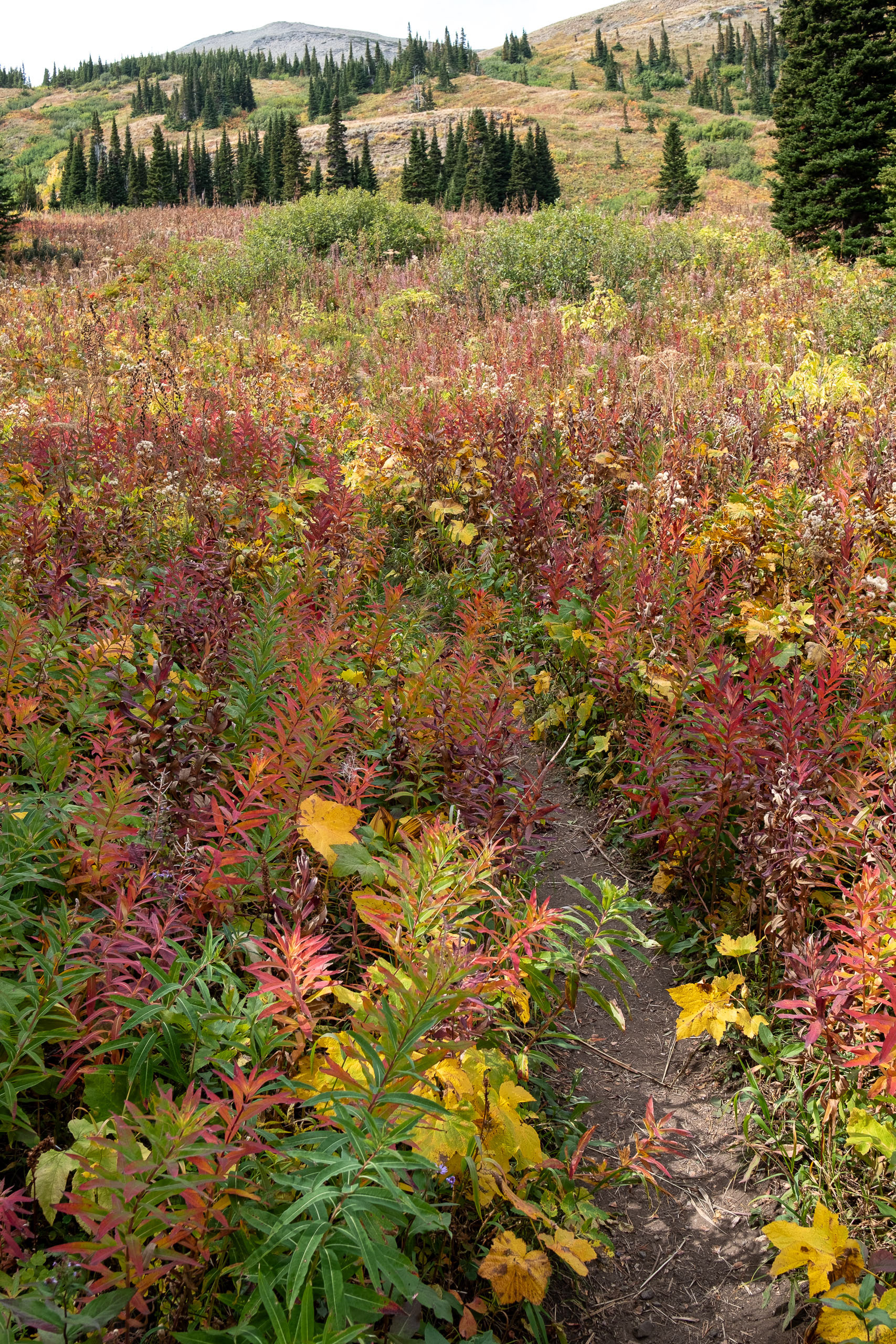 Mountain Meadow I