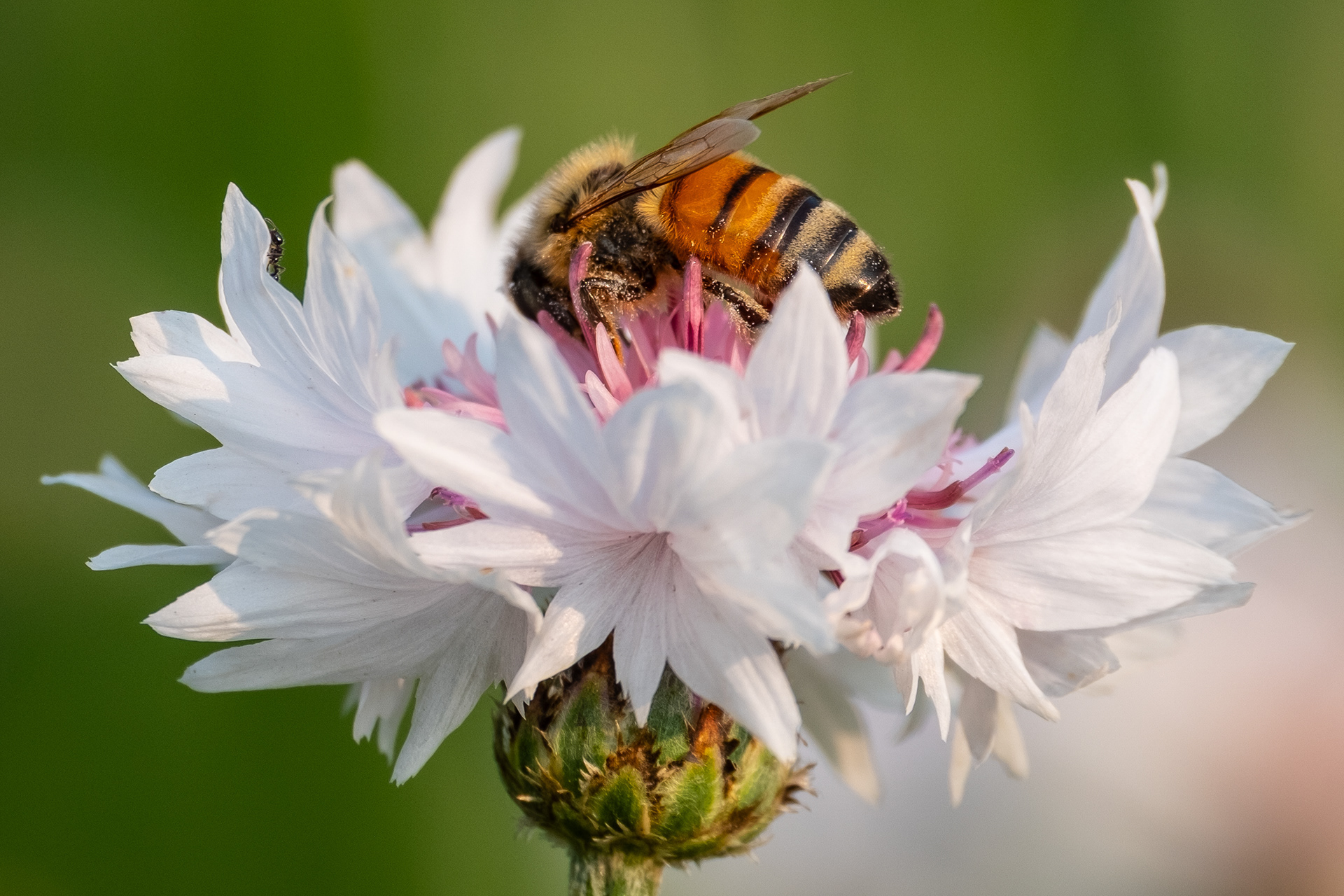 Busy Bee
