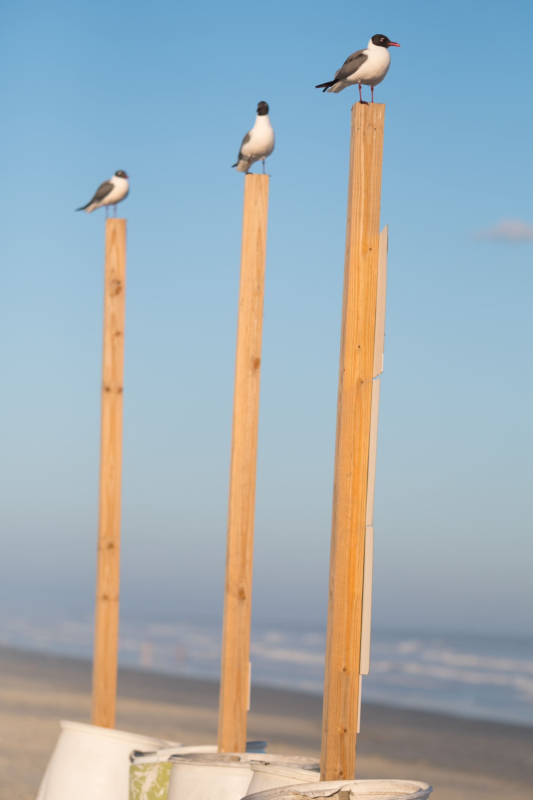 One Pole Each