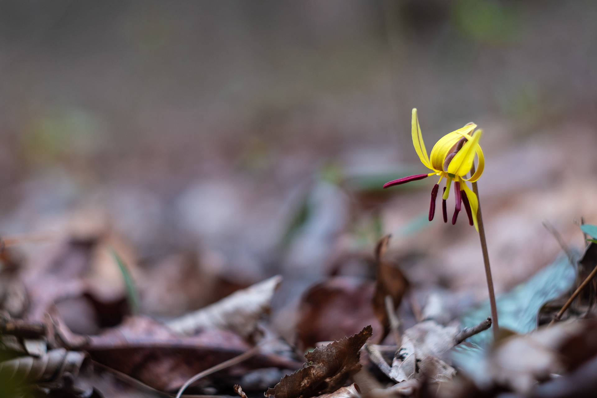 Trout Lily, Devotion