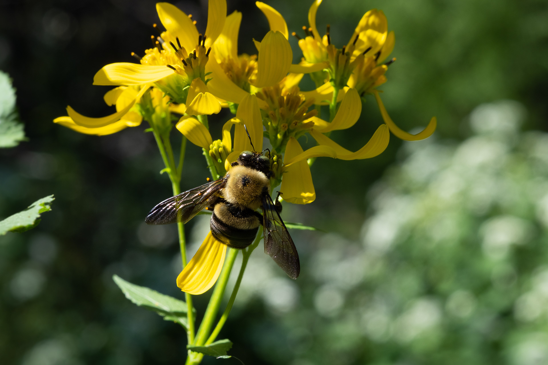 St John's Wort & Bee